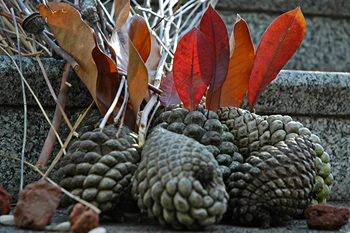  nature sculpture with pine cones 
